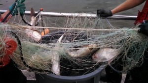 Asian Carp in 8-Ply Nets