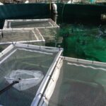 Spawning cages with fish in them