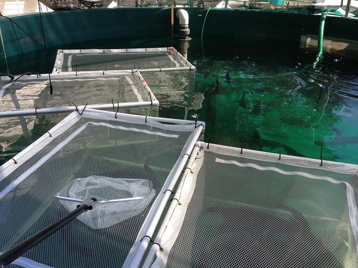 Spawning cages with fish in them